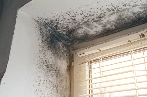 Affordable Mold Removal solutions in Bellwood, VA
